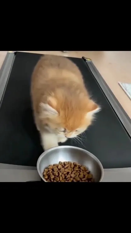 Котик и бесконечная миссия