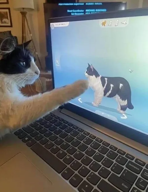 Кот гладит кота на экране