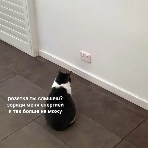 Кот просит зарядить его