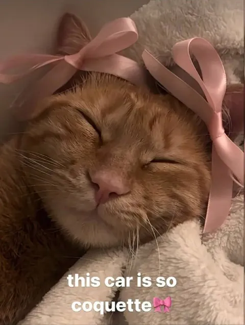 This Cat Is So Coquette