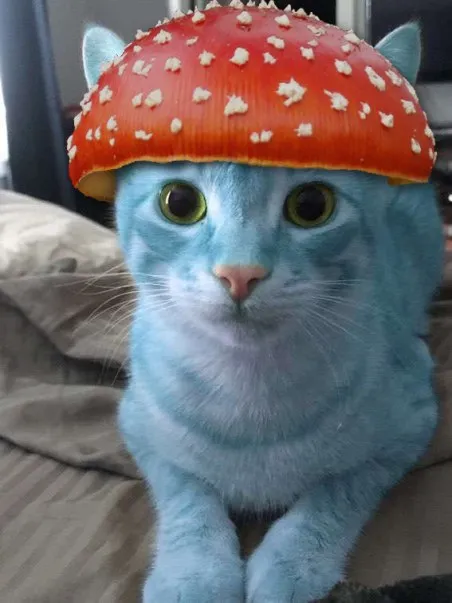 Синий кот в шляпе мухомора