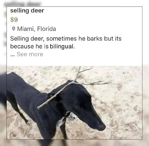 Selling Deer Bilingual Joke