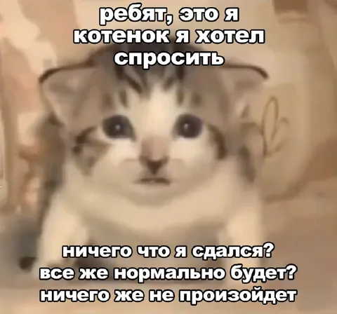 Тревожный котёнок задаёт вопрос
