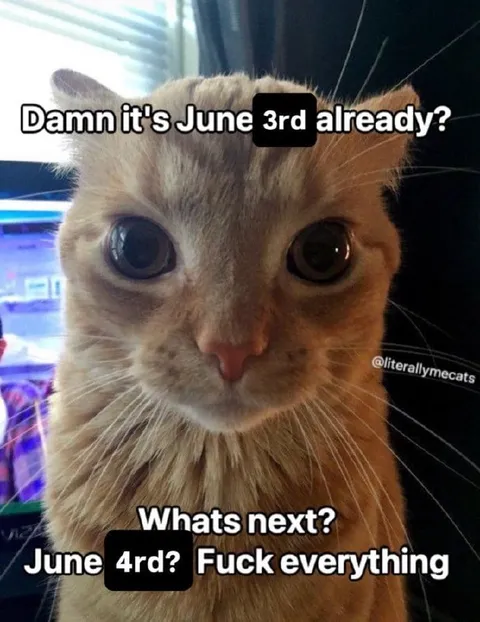 June 3rd Panic Cat
