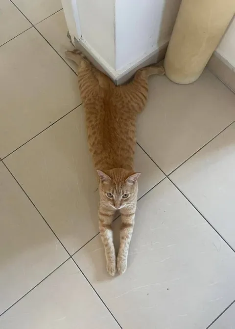 Кот обнимает угол