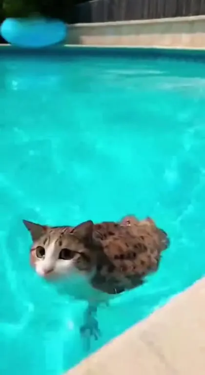 Мокрый кот у бассейна