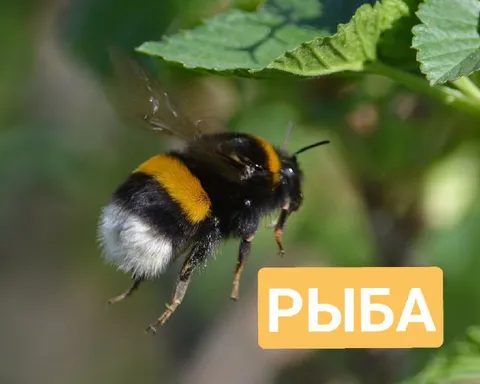 Шмель с надписью «РЫБА»