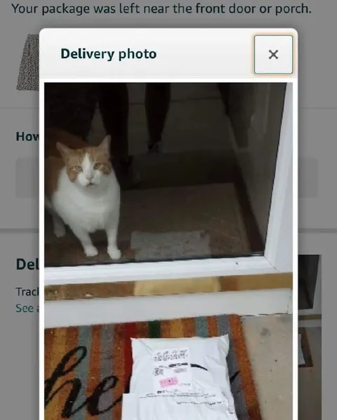 Cat Guards the Delivery