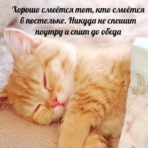 Кот спит до обеда