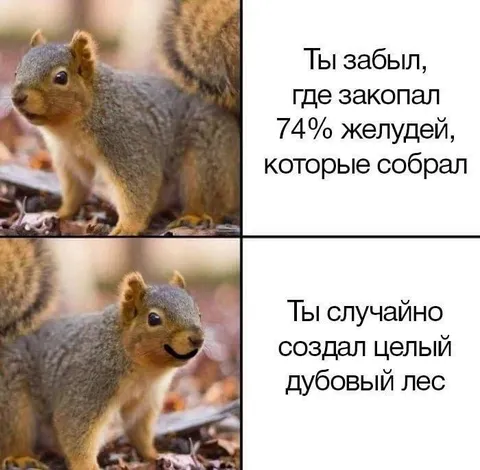 Белка случайно создала дубовый лес