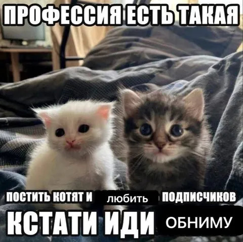 Профессия любить подписчиков