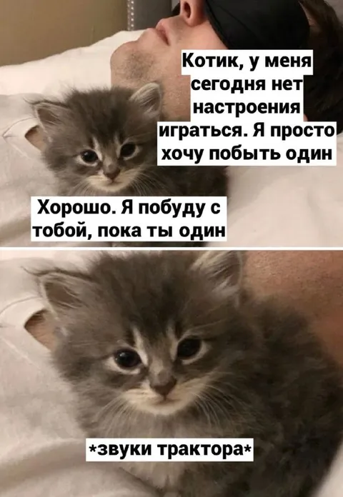 Котик не оставит одного