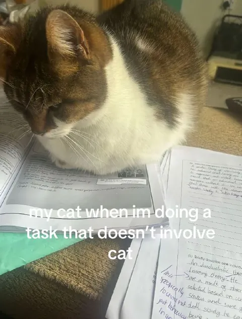 Cat Interrupts Homework