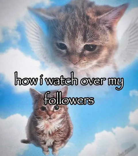 Angel Cat Watches Followers
