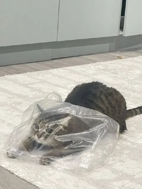 Кот в пакете