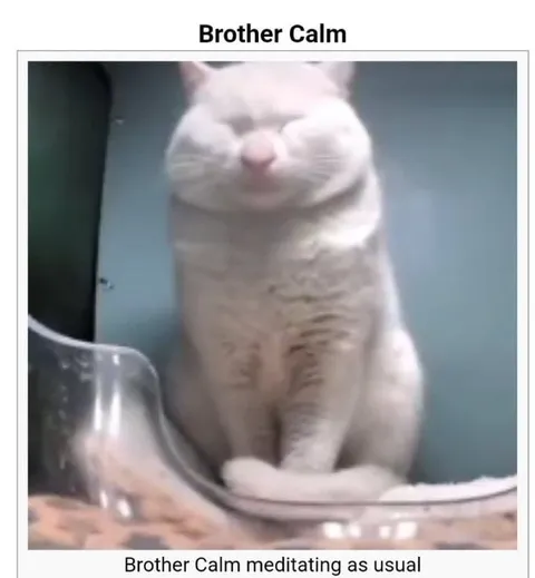 Brother Calm Meditating Cat