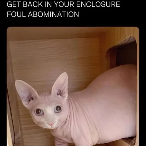 Foul Abomination Cat