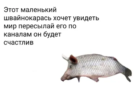 Маленький швайноokарась хочет увидеть мир