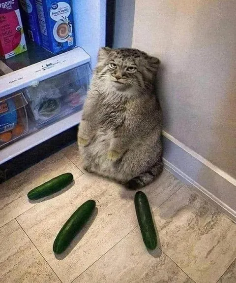 Кот среди огурцов