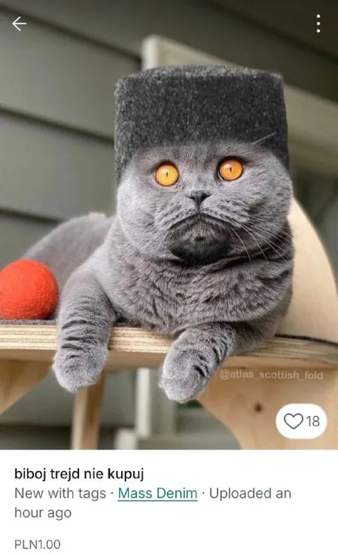 Biboj trejd nie kupuj