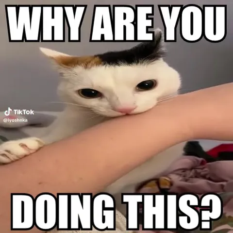 Why Are You Doing This Cat