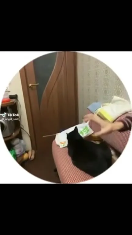 Кошка украла колбасу