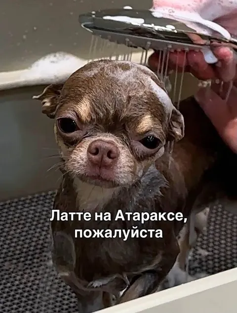 Латте на Атараксе
