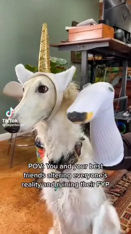 Borzoi Friends Ruining Your FYP