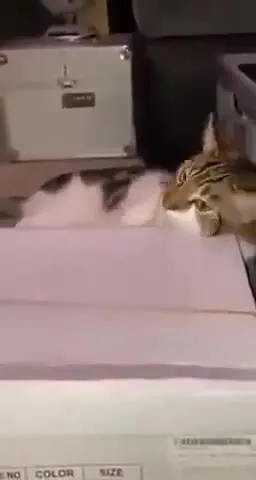 Кот играет на пианино