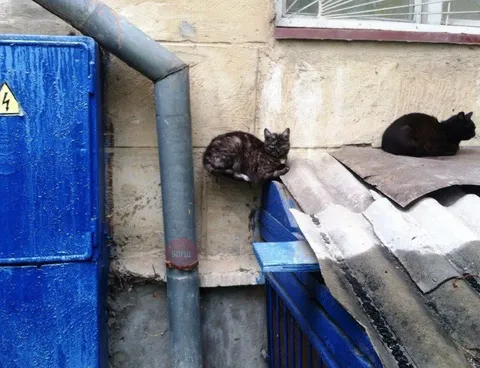 Коты на опасной крыше
