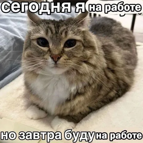 Кот сегодня на работе
