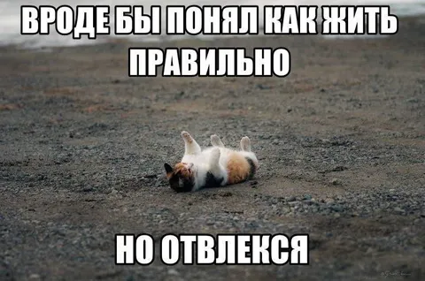 Понял, как жить правильно, но отвлекся