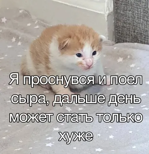 Проснулся и поел сыра