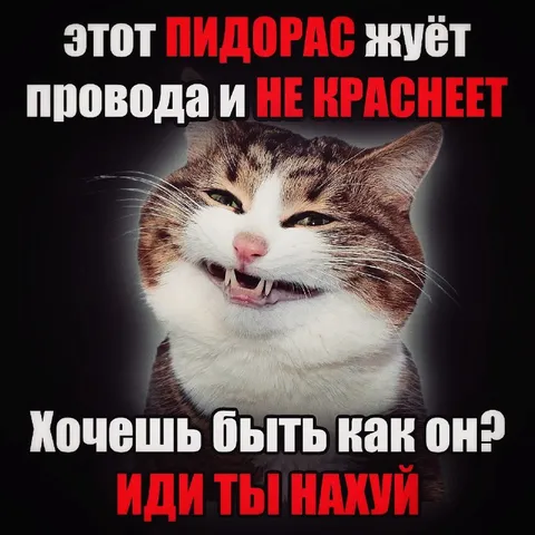 Кот жует провода и не краснеет