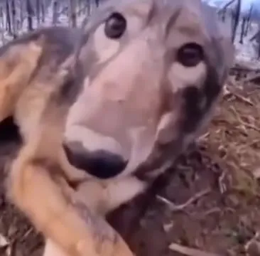 Собака слишком близко к камере