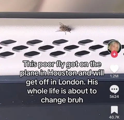Fly's Life Is About to Change