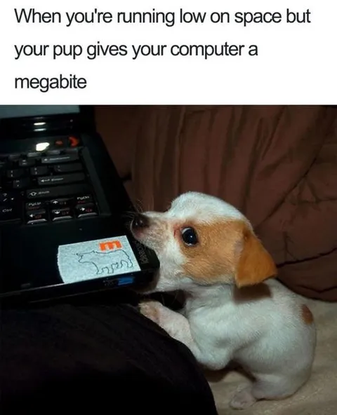 Puppy Gives a Megabite
