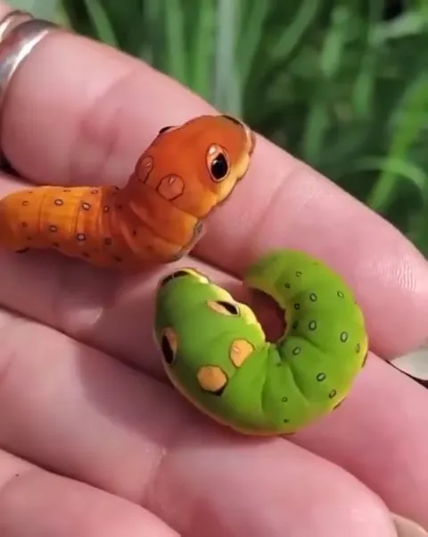 Гусеницы как живые игрушки