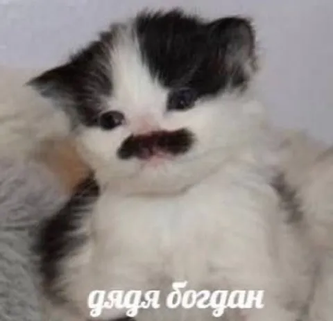 Котёнок с усами Богдан