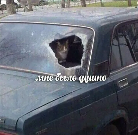 Кот пробил стекло машины