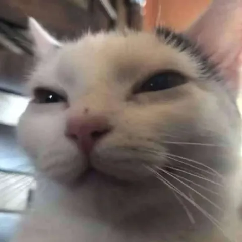Недовольная морда кота