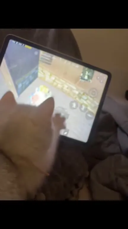 Кот играет на планшете
