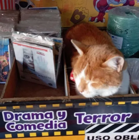 Gato entre drama y terror