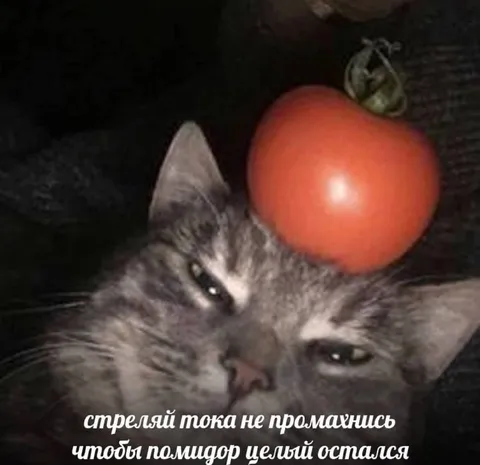 Кот с помидором на голове