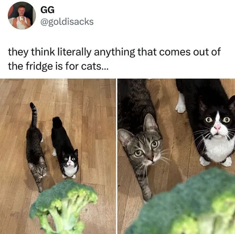 Cats Think Everything Is Food