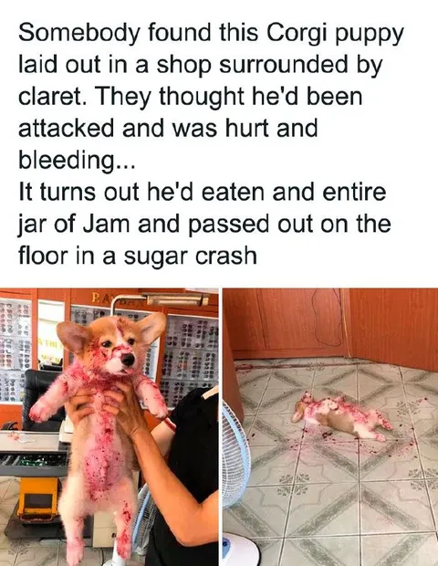 Corgi Puppy Sugar Crash