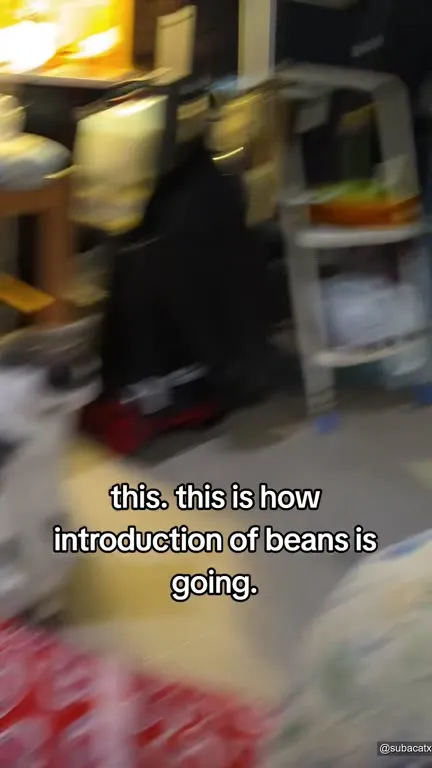 How Introduction of Beans Is Going
