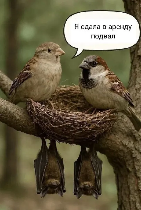 Сдала подвал в аренду