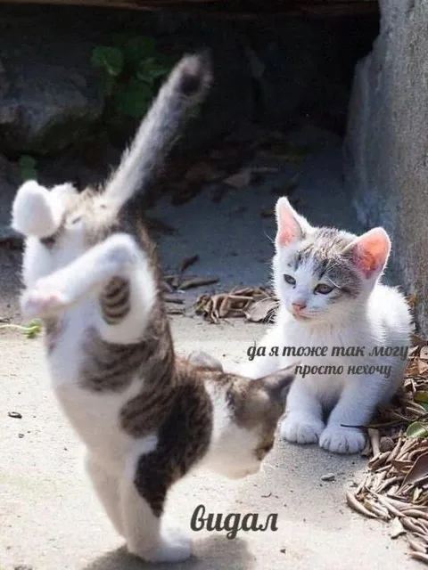 Кот тоже так может