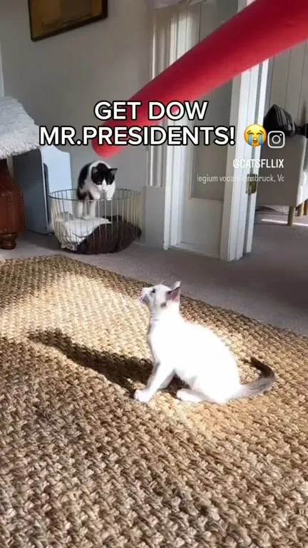 Get Down, Mr. Presidents